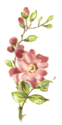 Pink Blossoms Bits