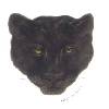 Cat - Black Panther
