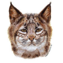 Cat - Wildcat