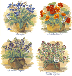 Herbs in Pots - Wild Thyme, Nasturtium, Garden Sage, Borage