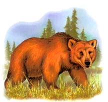 Bear - Brown Bear
