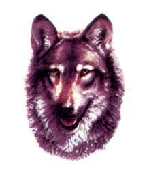 Wolves - Wolf Head II