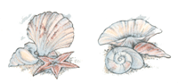 Shells Scallop, Stafish