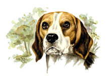 Dogs - Beagle