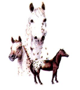 Horses - Appaloosa