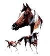 Horses - Paints