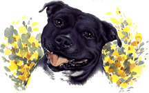 Dogs - Staffordshire Bull Terrier