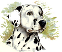 Dogs - Dalmatian