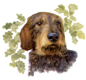 Dogs - Wire-haired Dachshund