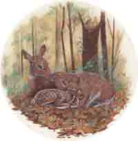 Doe and Fawn Laying