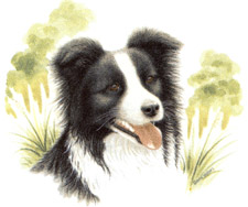 Dogs - Border Collie
