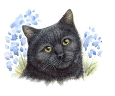 Cats - Black Cat