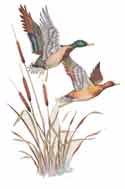 Mallard Ducks and Cattails