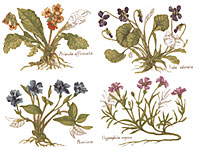 Botanica II   Herbs