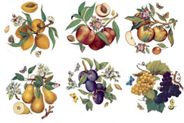 Butterfly Butterflies Fruit - Pears, Apples, Plums, Grapes, Peaches, Figs
