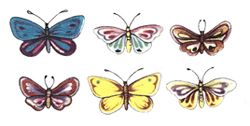 Butterfly/Butterflies