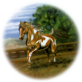 Horse - Pinto