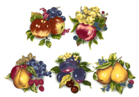 Fruit - Grapes, Pears, Blueberries, Raspberries, Apples, Plums