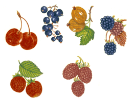 Fruit - Strawberries, Raspberries, Blueberries, Cherries, Blackberries, Gooseberries