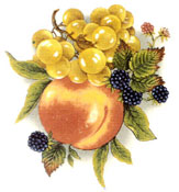 Fruit - Colorful - Peach, Grapes