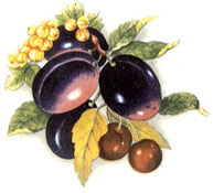 Fruit - Rich Colors - Plums, Gooseberries, Cherries
