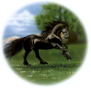 Horse - Fresien