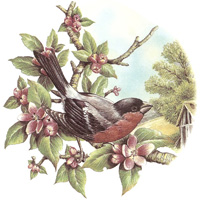 Cottage Birds - Bullfinch