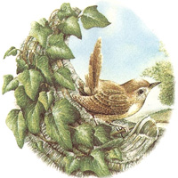 Cottage Birds - Wren