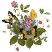 Butterfly Butterflies - Clouded Yellow