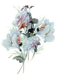 Floral - Pricilla