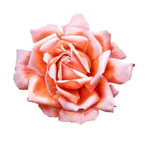 Flower Blossoms - Pink Rose - Glass-Low Fire