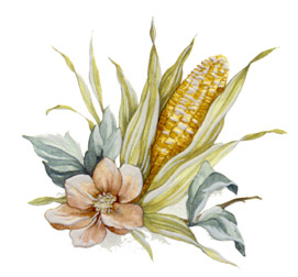 Corn and Sunflower - Corn