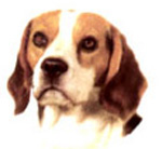 Dog Beagle Bits