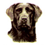 Dogs - Black Labrador