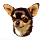 Dog Chihuahua Bits