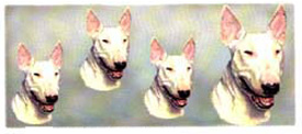 Dog Wrap - English Bull Terrier