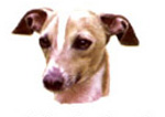 Dogs - Italian Greyhound Whippet Bits