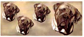 Dog Wrap - Mastiff