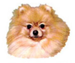 Dogs - Pomeranian Bits