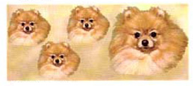 Dog Wrap - Pomeranian