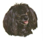 Dogs - Poodle Black