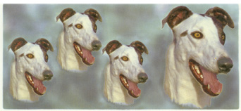 Dog -Wraps White Greyhound