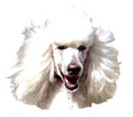 Dogs - White Poodle