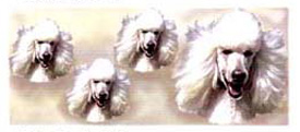 Dog Wrap - White Poodle