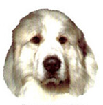 Dogs - Pyrenean Mt. Dog