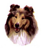 Dogs - Rough Collie Sable