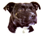 Dogs - Staffordshire Bull Terrier - Black