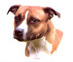 Dogs - Staffordshire Bull Terrier - Brown