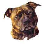 Dogs - Brindle Staffordshire Terrier