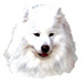 Dogs - Samoyed